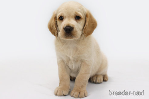 成約済の神奈川県のミックス犬-318613